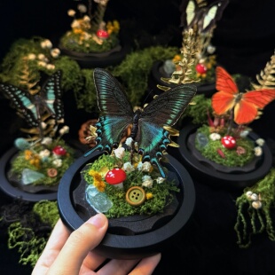 山意SHALL绿带翠凤蝶真蝴蝶标本景观玻璃罩创意生日礼物立体摆台