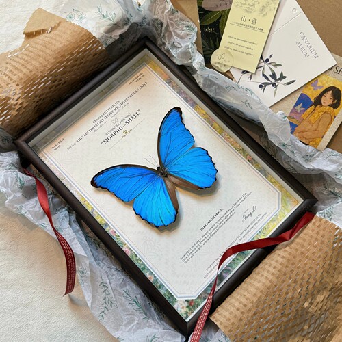 大蓝闪蝶真蝴蝶标本小众成品相框手工家居桌面摆件装饰画生日礼物