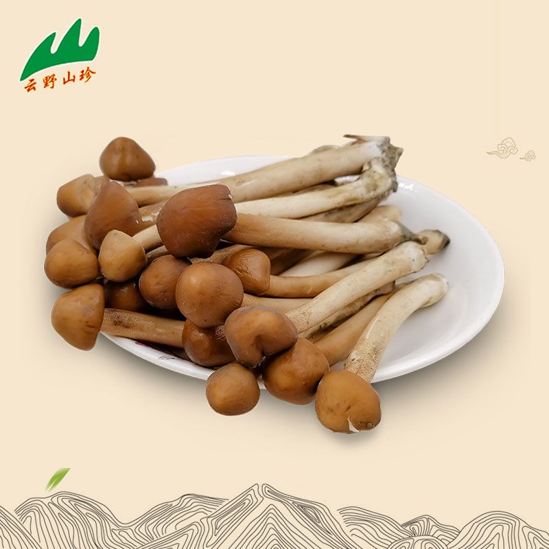 云野山珍长寿菇人参菇新鲜菌菇云南特产煲汤1500克蘑菇食用菌包邮
