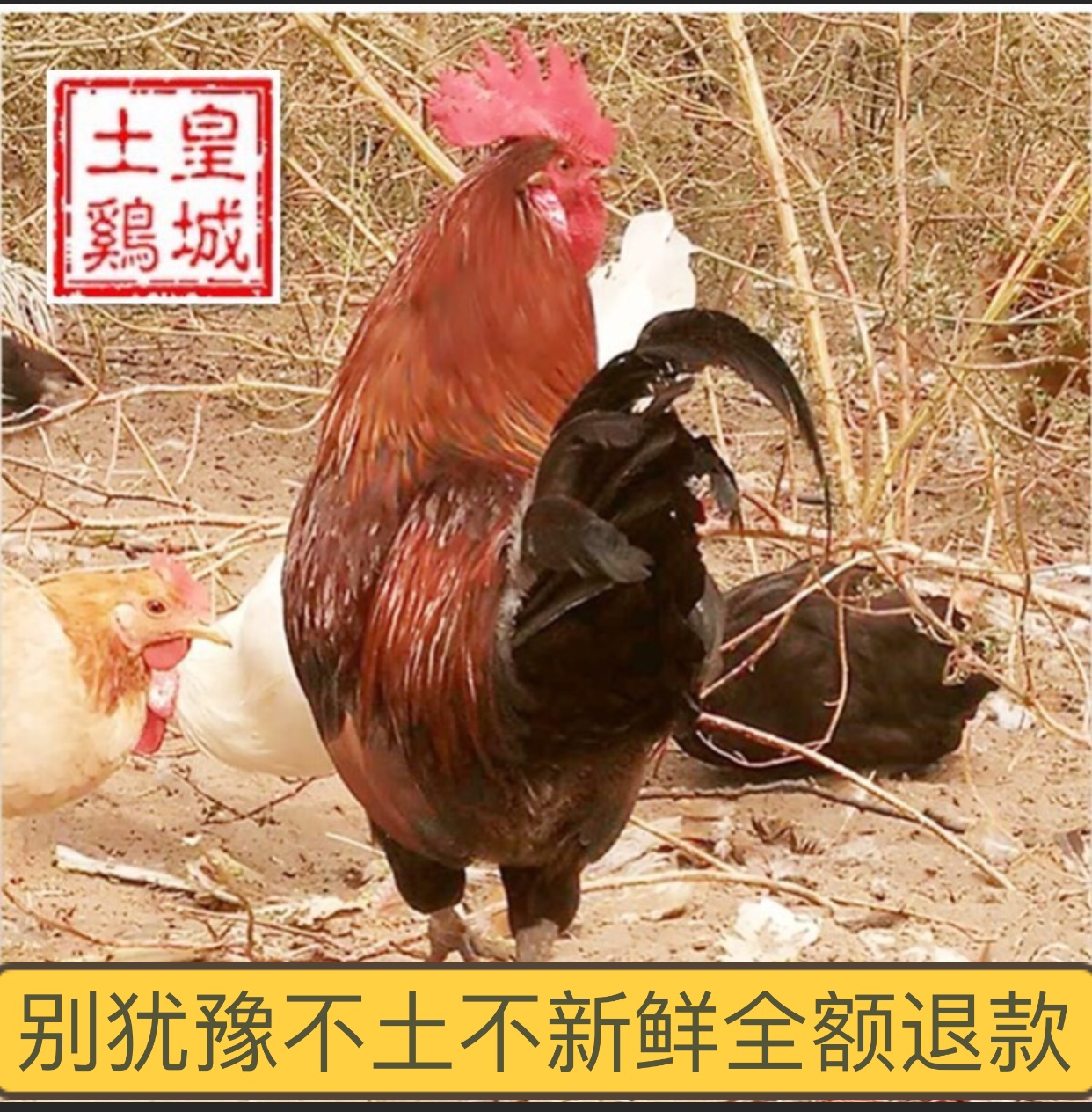 鸡公鸡散养土鸡柴公鸡草鸡走地鸡活鸡现杀净重约3斤顺丰包邮
