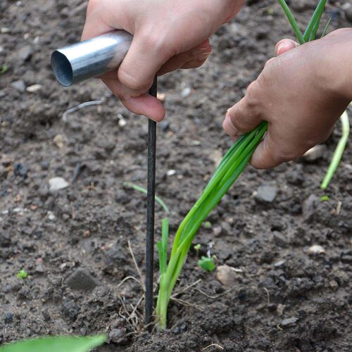 Seedling Transplanter Fork for Sweet Potato and Onion