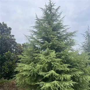 雪松树苗四季常青绿化耐寒圣诞树名贵宝塔松松树庭院别墅观赏苗木