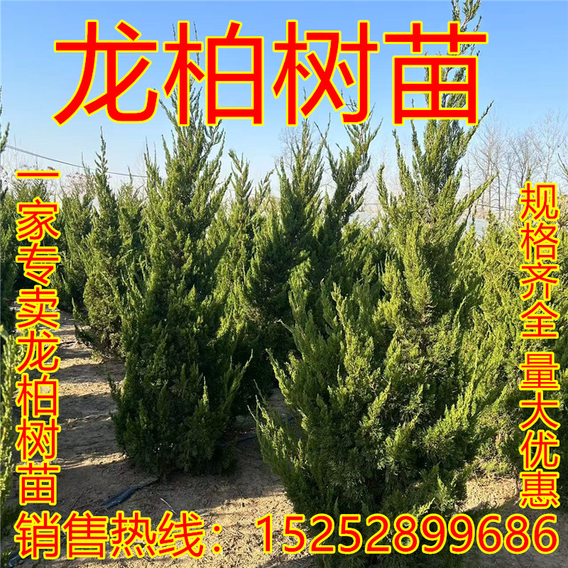 绿化苗木龙柏四季常青盆景
