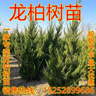 绿化苗木龙柏小苗龙柏球柏树树苗松树苗四季常青龙柏树苗龙柏盆景