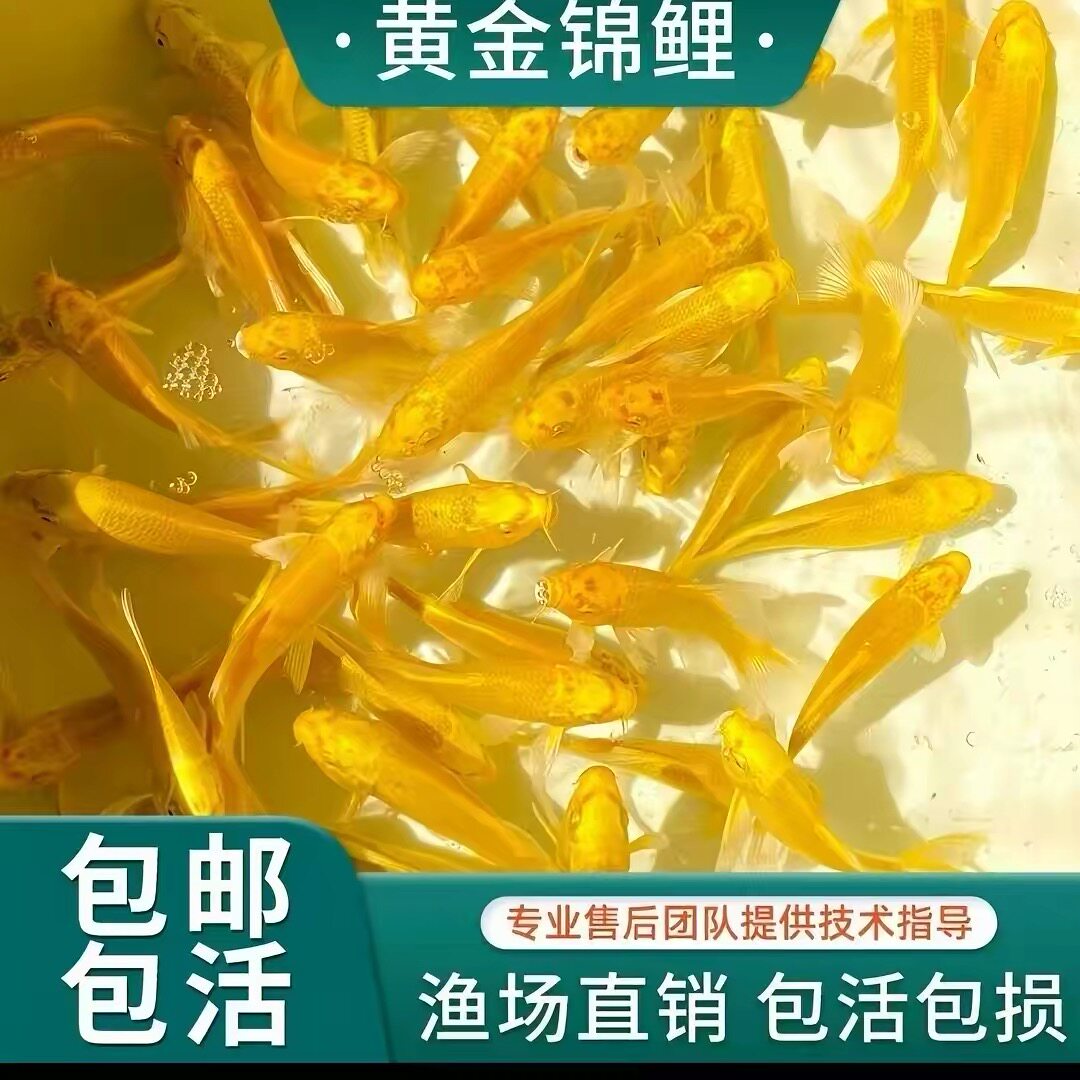 招财冷水锦鲤好养便宜黄金风水龙凤黑金金鱼淡水观赏鱼活鱼耐活