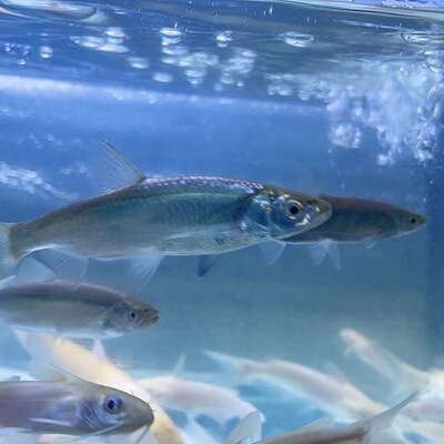 优质餐条鱼水花原生观赏鱼冷水鱼白条鱼水花餐条鱼水花苗
