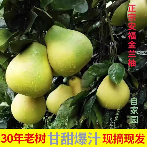 安福金兰柚子【正宗新鲜度】N0.1