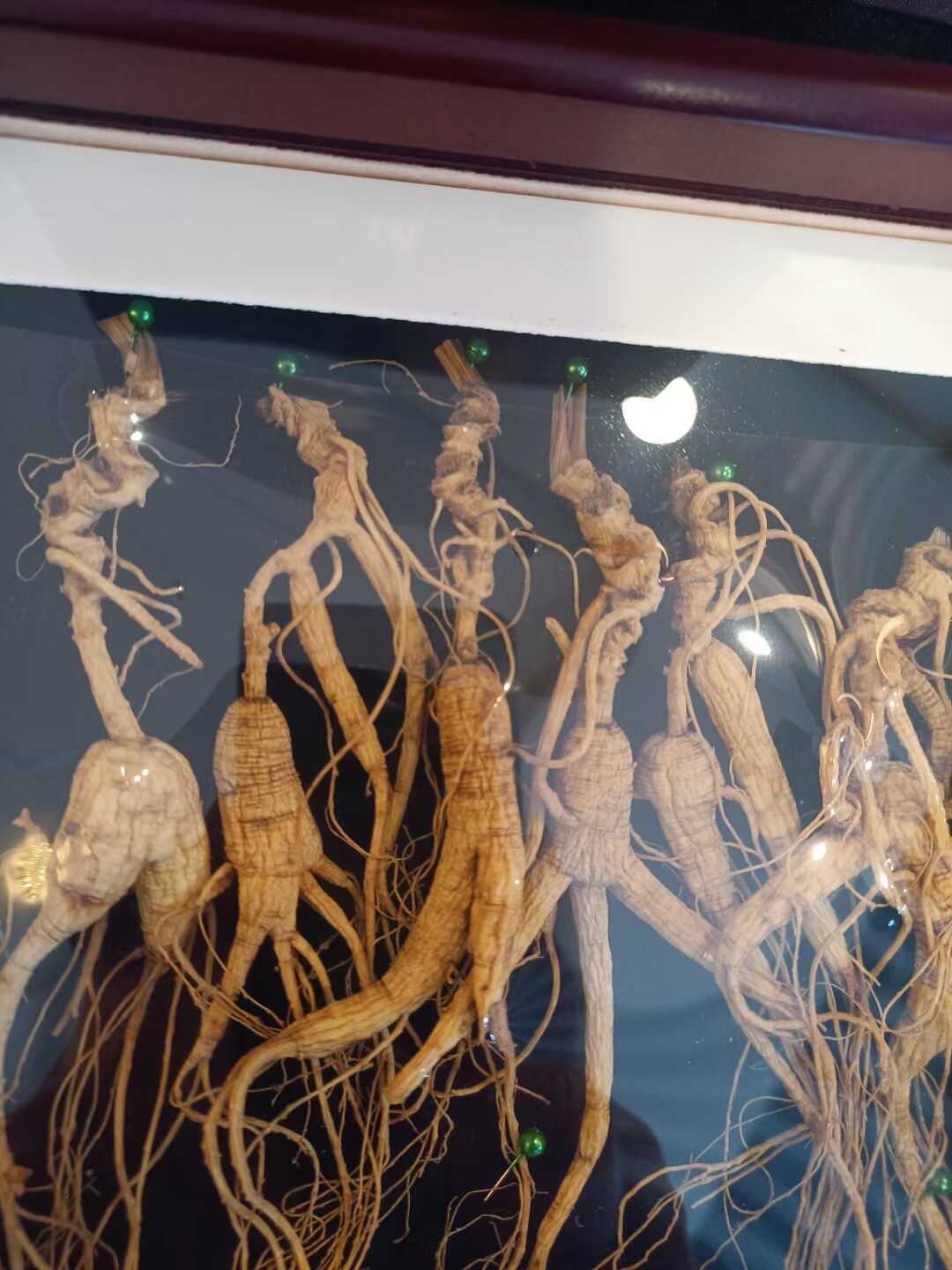 【整枝林下参简易盒装】长白山林下池底参老龄生晒白参25g