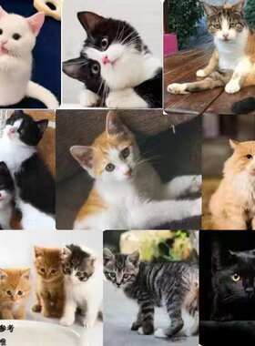 小狸猫活体橘猫幼猫狸猫猫猫哒