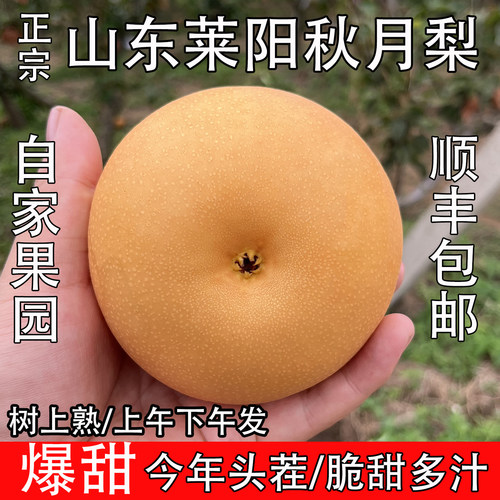 【官网推荐】正宗头茬莱阳秋月梨