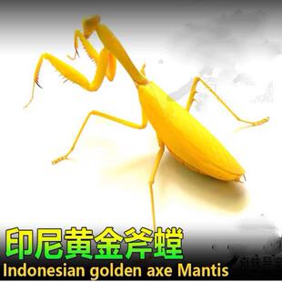包活现货壮盾克氏盾棕静广斧螳螂活体爬宠小学生宠物非洲绿巨螳螂
