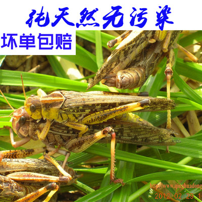 蚂蚱东亚飞蝗虫新鲜活体冷冻公母蚂蚱纯母 蚱蜢非活体 昆虫美食