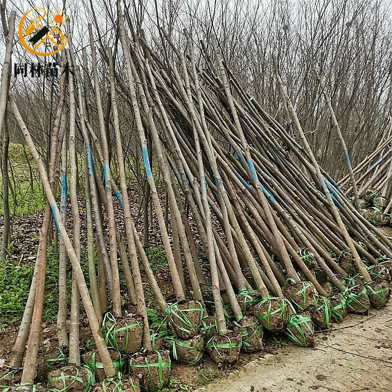 红榉树苗小叶榉树别墅庭院大型行道树耐寒风景树工程绿化血榉小苗