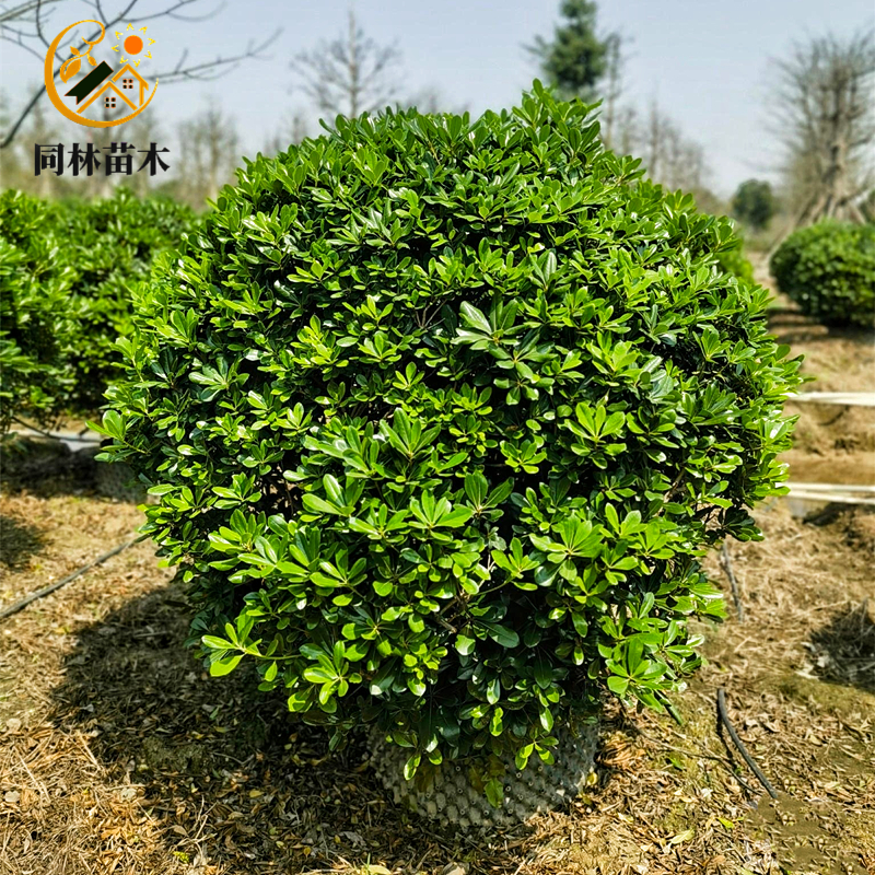 海桐球树苗庭院耐寒绿化球型植物