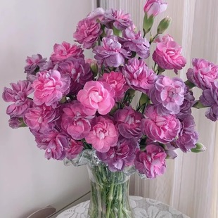 [梦境花卉  多头康乃馨野马]任意两单以上升级快递