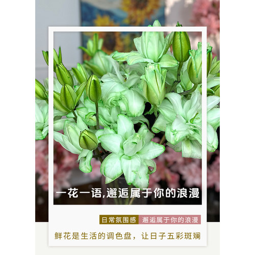 【老六直播专属】青提茉绿吸色重瓣香水百合 -云南直发鲜切花
