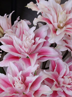 【老六直播专属】伊莎贝拉重瓣香水百合云南直发鲜花水养鲜切花