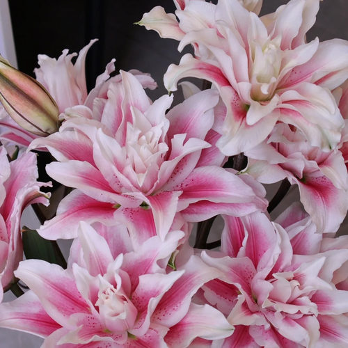 【老六直播专属】伊莎贝拉重瓣香水百合云南直发鲜花水养鲜切花
