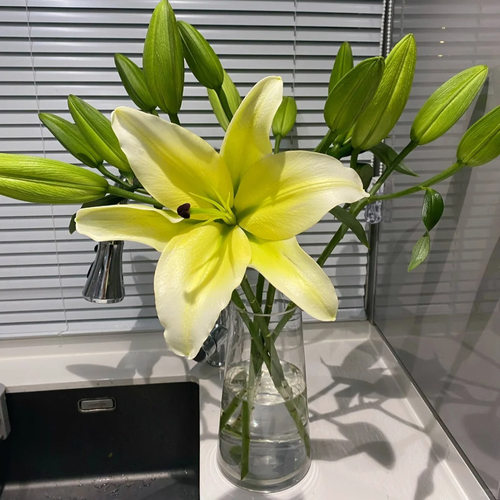 【元宝优选 黄天霸】香水百合 -任意两单发顺丰冷链或德邦快运