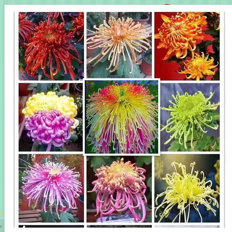 稀有品种菊花苗盆栽金丝菊牡丹菊九月菊地栽苗四季种植驱蚊耐寒热