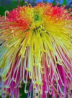 稀有品种菊花苗盆栽金丝菊牡丹菊九月菊地栽苗四季种植驱蚊耐寒热