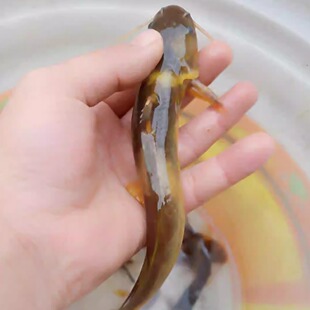 野外黄刺鱼新鲜钓黄辣丁黄骨鱼嘎鱼鲜活黄颡鱼现杀活淡水鱼