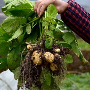 江山新鲜蔬菜农家自种土豆黄心洋芋马铃薯