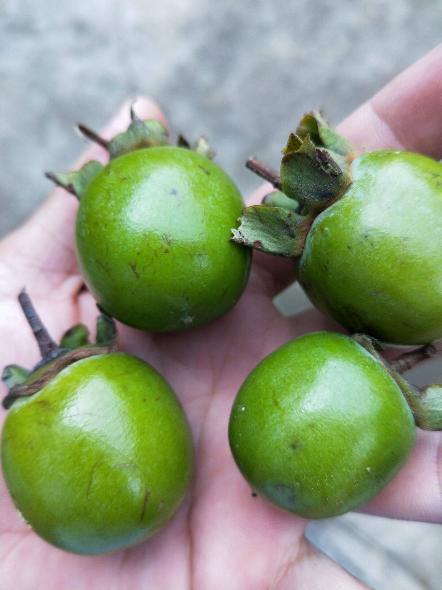 满5斤包邮 野生 小柿子 山柿子 土柿子 青柿子 泡酒 纯野柿土方