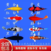 纯种大型锦鲤鱼冷水鱼观赏鱼活体淡水鱼红鲤鱼红白三色锦鲤鱼 包邮