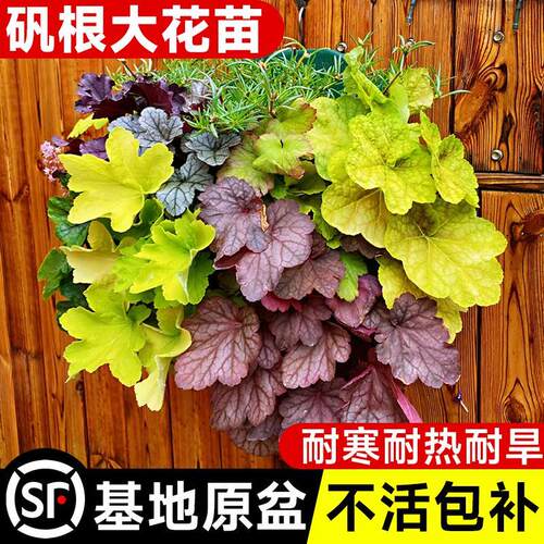 彩叶矾根花镜庭院植物阳台花卉盆栽地栽耐寒耐冻绿植好养活四季