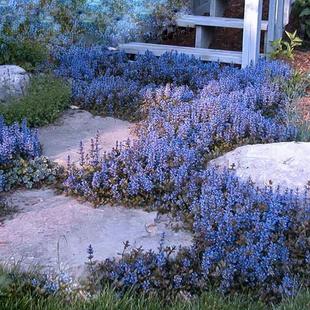 姬十二单筋骨草多花宿根植物多年生耐热耐寒庭院绿化四季