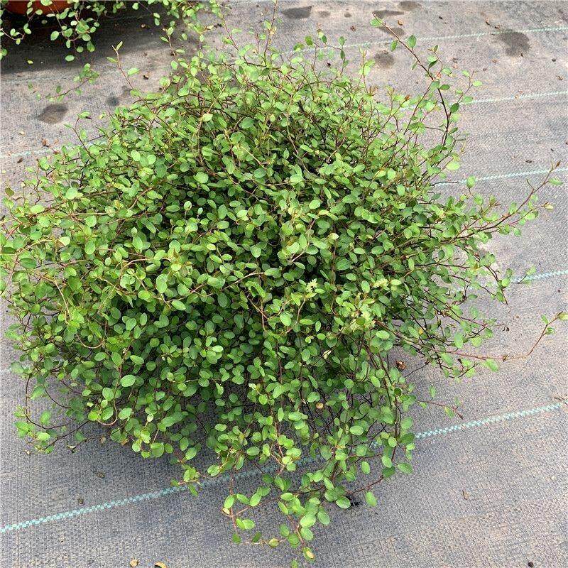 千叶吊兰盆栽植物室内婚纱吊兰新
