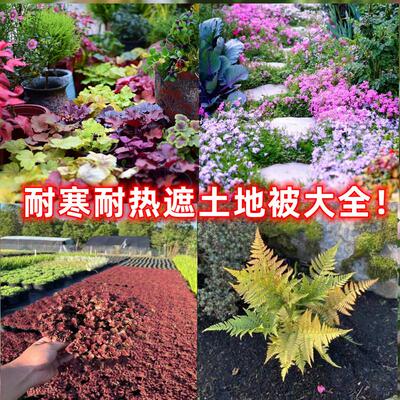 花园地被植物多年生耐寒耐热佛甲草熊猫堇筋骨草芝金叶过路黄