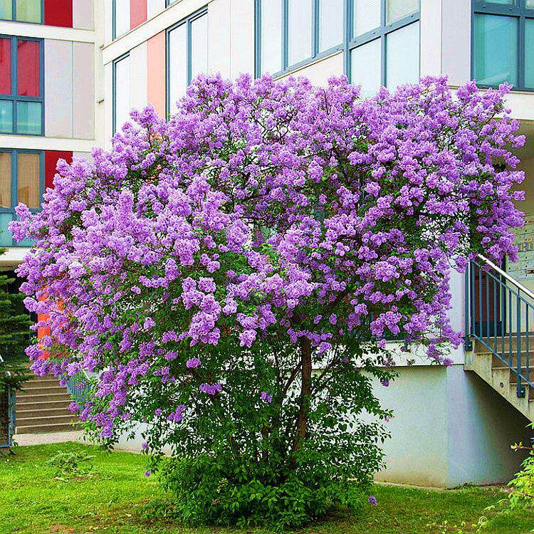 高档紫色丁香花树苗庭院别墅浓香型花卉耐寒植物多年生风景树四季