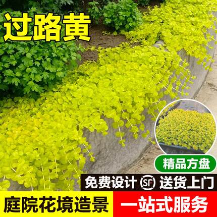 金叶过路黄花镜庭院植物盆栽黄金串地被趴地匍匐垂吊观叶耐寒耐热