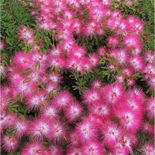 香水合欢细叶银叶金合欢苗粉花庭园盆栽造景植物花卉绿化行道树苗