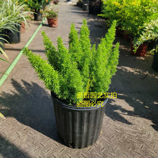 耐绿阴天门冬花镜狐耐寒植物植苗盆栽包尾绿邮多年生耐热盆栽