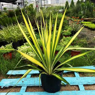 金心金边丝兰软叶常绿观叶庭院室外花镜植物多年生花园耐寒热四季