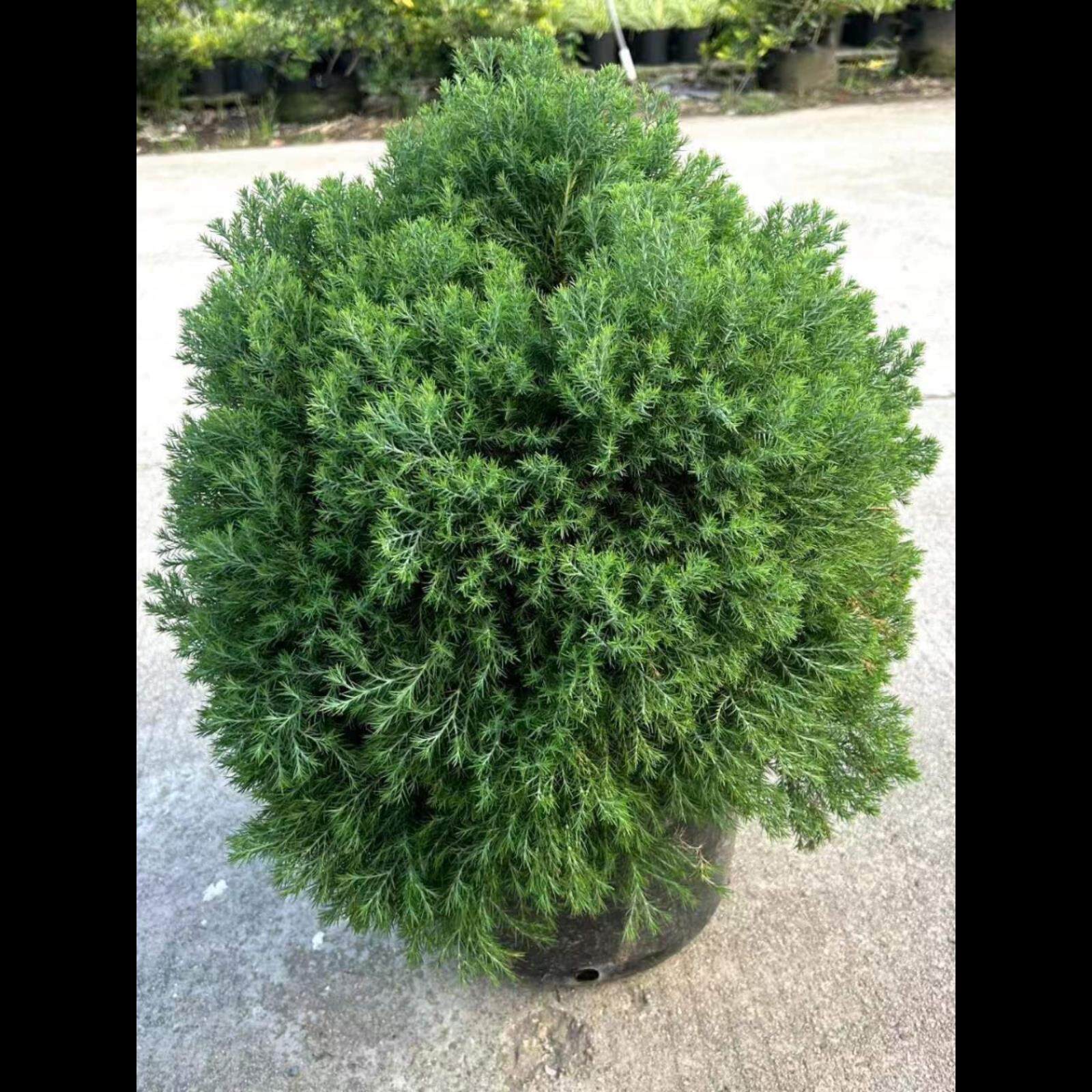 皮球柏苗盆栽地栽庭院阳台多年生花镜球型植物耐寒耐热四季常青