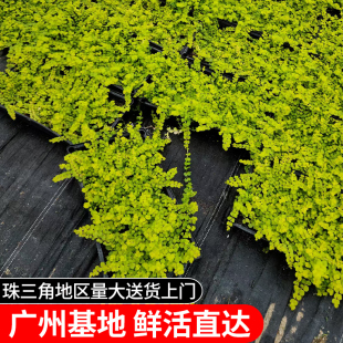 金叶过路黄 多年生蔓性草常绿观叶吊兰庭院石缝花镜耐寒植物广州