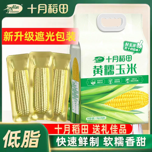 黏甜软糯玉米棒十月稻田