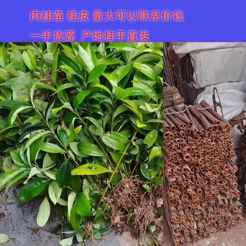 肉桂树树苗广西桂皮树苗玉桂树食用药材用桂枝树苗桂叶树苗香桂苗