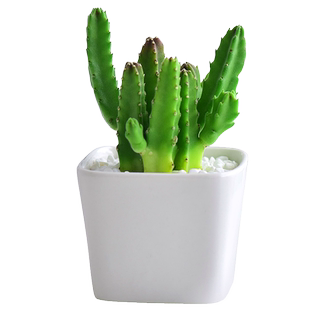 四方白瓷多肉组合小盆栽绿植办公室内桌面花卉摆件拒绝焦虑含花盆