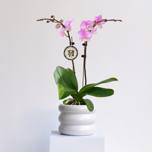 双花剑蝴蝶兰带双花苞鲜活植物盆栽春节年宵花卉送礼室内绿植装饰