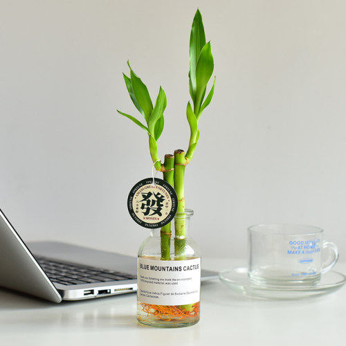 镜绿创意水培观叶盆栽