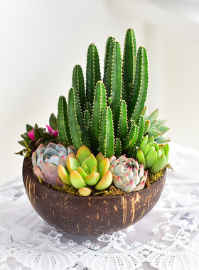 森系ins风天然椰子碗多肉组合盆栽桌面小绿植送女友闺蜜礼物懒人