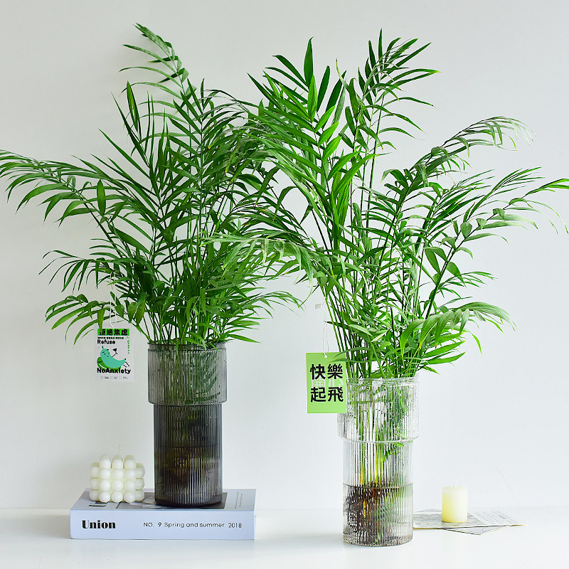 镜绿 袖珍椰子水培绿植鲜活夏威夷海风简约居家装饰花卉盆栽常绿