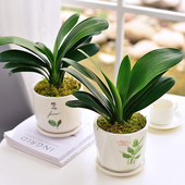 绿色植物元 镜绿 君子兰室内桌面盆景四季 宝开花盆栽花卉常绿好养