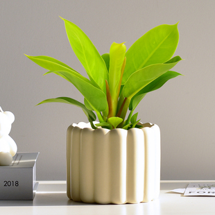 金帝王蔓绿绒室内植物盆栽观叶好养四季耐阴稀有清新花卉桌面绿植