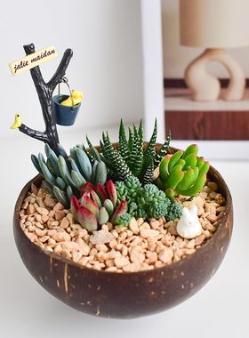 萌趣多肉植物天然椰子碗组合森系桌面盆栽懒人养ins网红绿植送礼